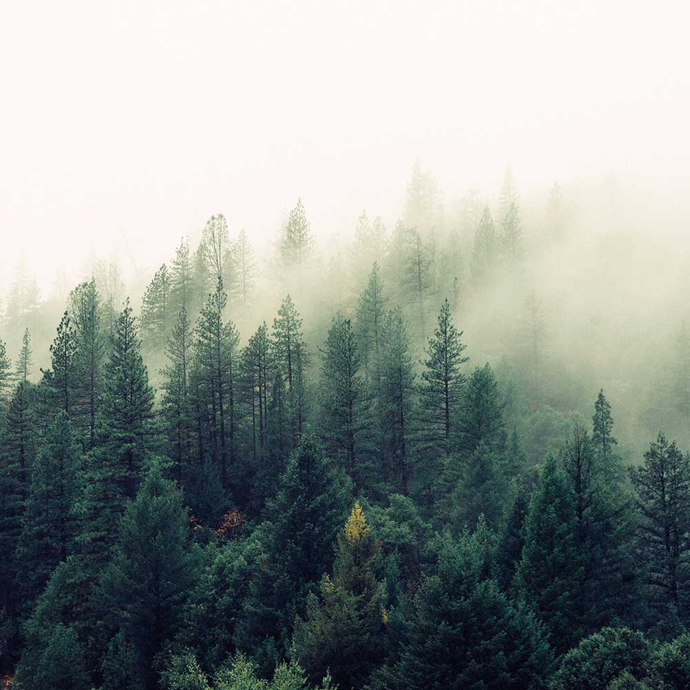 Misty Forest Background