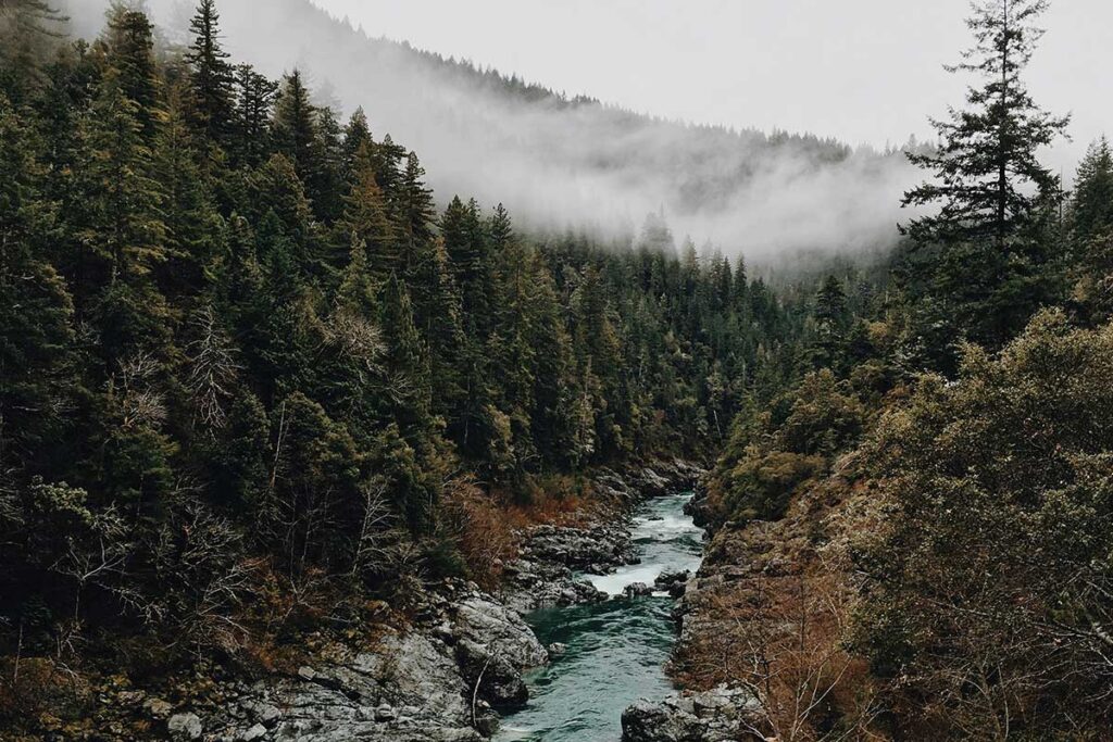 River running through trees