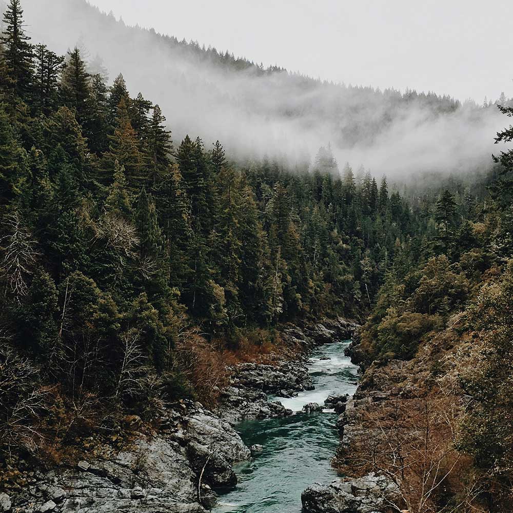 River running through trees